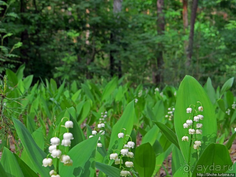 Рыбалка начинается с похода в лес