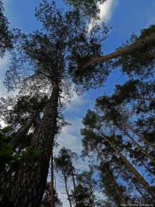 Рыбалка начинается с похода в лес