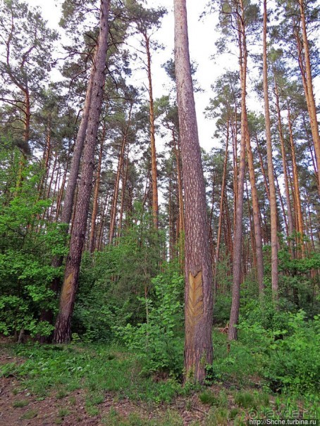 Рыбалка начинается с похода в лес