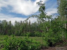 Рыбалка начинается с похода в лес