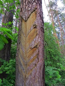 Рыбалка начинается с похода в лес