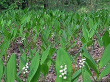 Рыбалка начинается с похода в лес