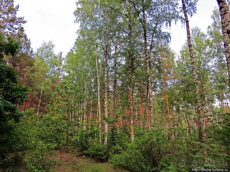 Рыбалка начинается с похода в лес