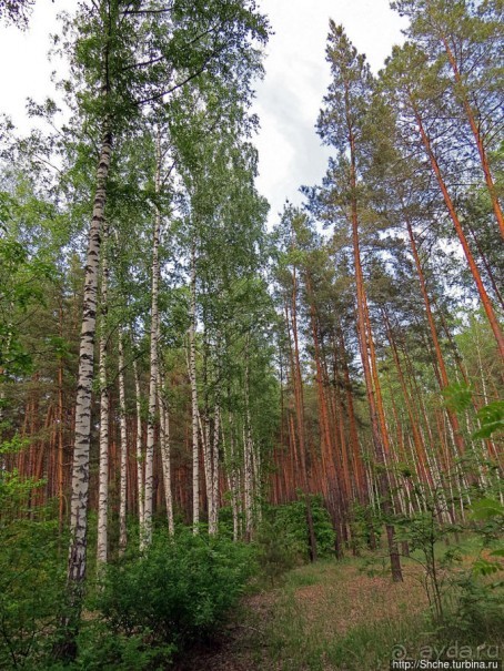 Рыбалка начинается с похода в лес