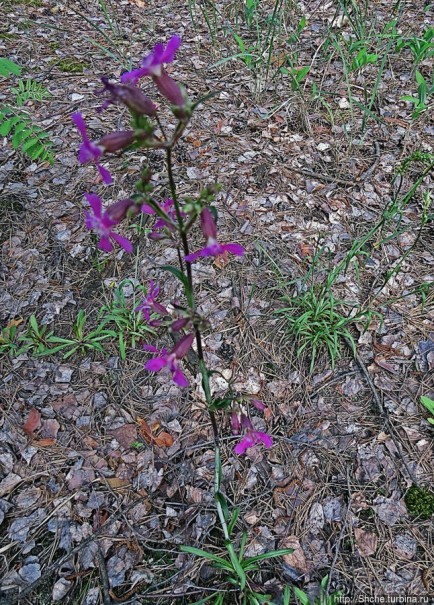 Рыбалка начинается с похода в лес
