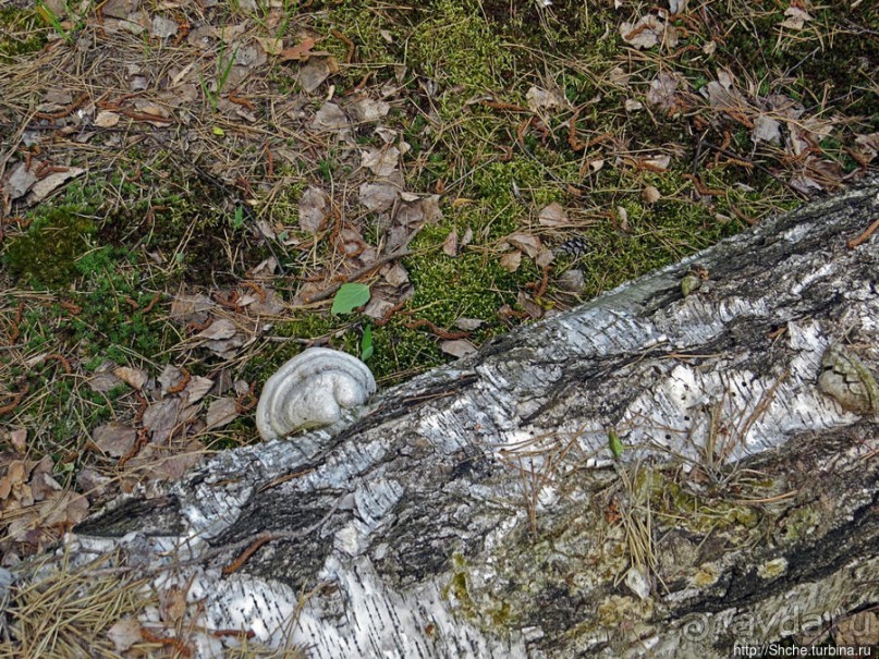 Рыбалка начинается с похода в лес