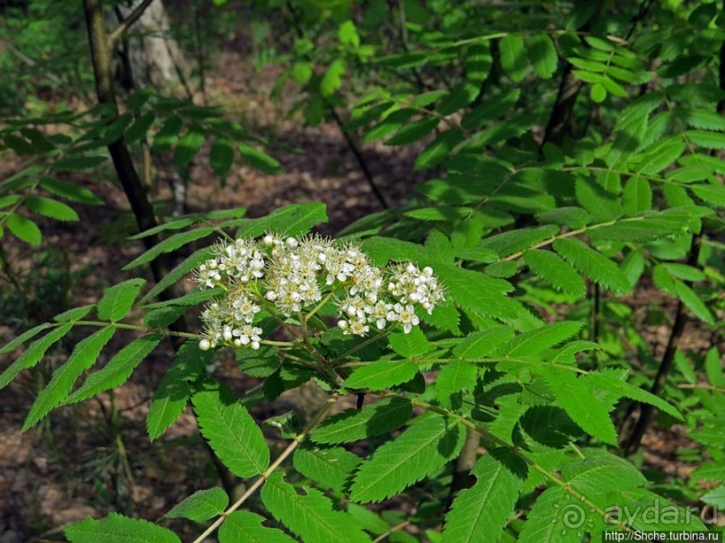 Рыбалка начинается с похода в лес