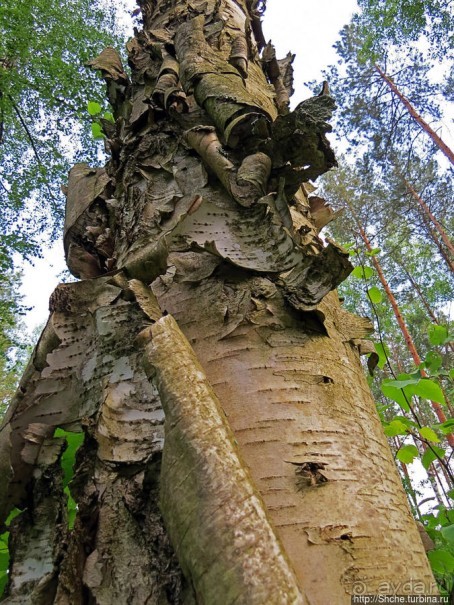 Рыбалка начинается с похода в лес