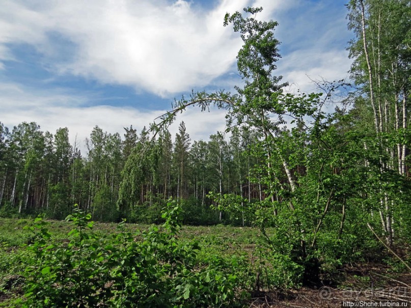 Рыбалка начинается с похода в лес
