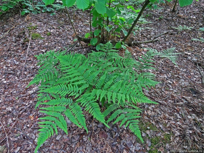 Рыбалка начинается с похода в лес