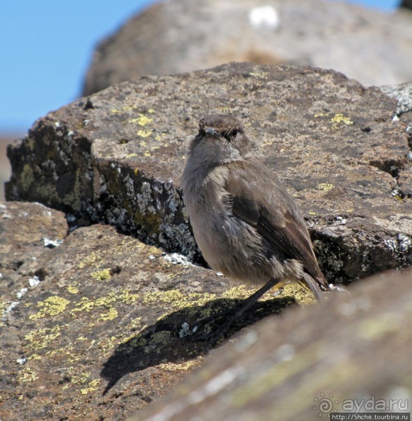 Kibo Hut (4703m) — последний лагерь перед вершиной Кили.
