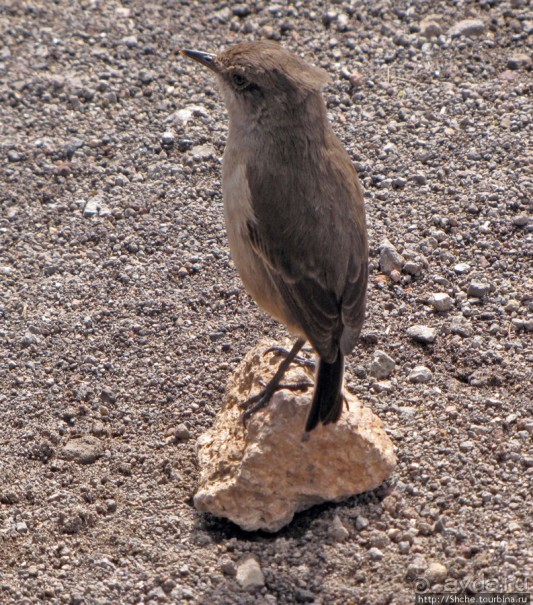 Kibo Hut (4703m) — последний лагерь перед вершиной Кили.