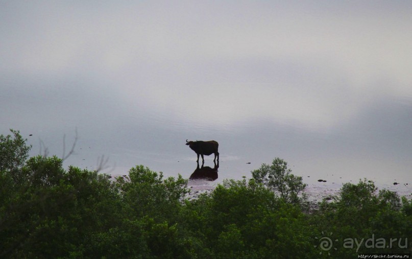 Гулял бычок по облаку
