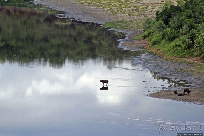 Гулял бычок по облаку Гулял бычок по облаку