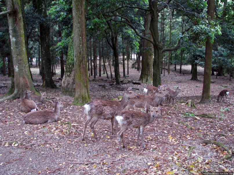 Древние храмы Нары. Kasuga-Taisha (объект ЮНЕСКО 870-003)