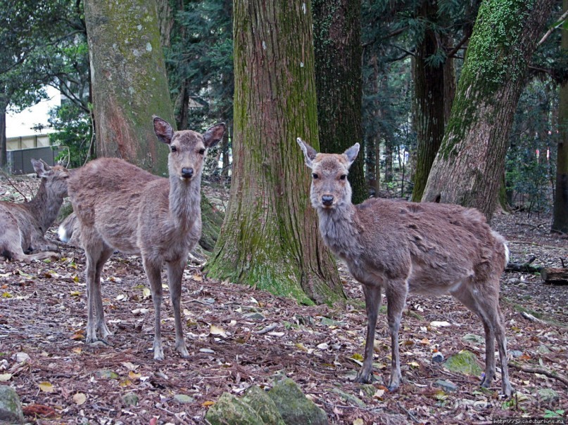 Древние храмы Нары. Kasuga-Taisha (объект ЮНЕСКО 870-003)