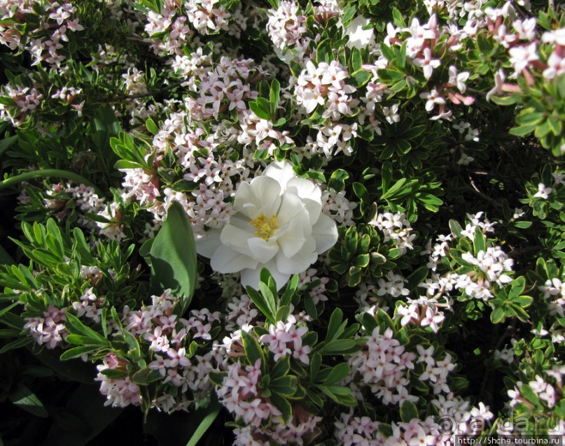 Цветущий парк у Храма Иисуса Христа. А мормоны - молодцы