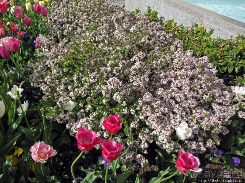 Цветущий парк у Храма Иисуса Христа. А мормоны - молодцы