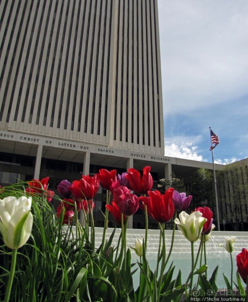 Цветущий парк у Храма Иисуса Христа. А мормоны - молодцы
