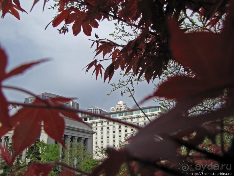 Цветущий парк у Храма Иисуса Христа. А мормоны - молодцы