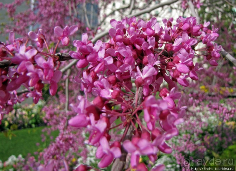 Цветущий парк у Храма Иисуса Христа. А мормоны - молодцы