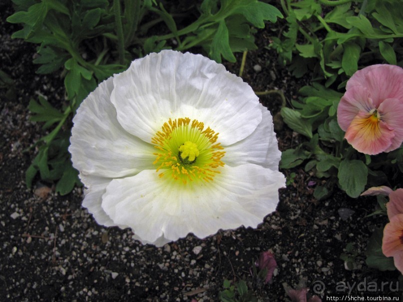 Цветущий парк у Храма Иисуса Христа. А мормоны - молодцы