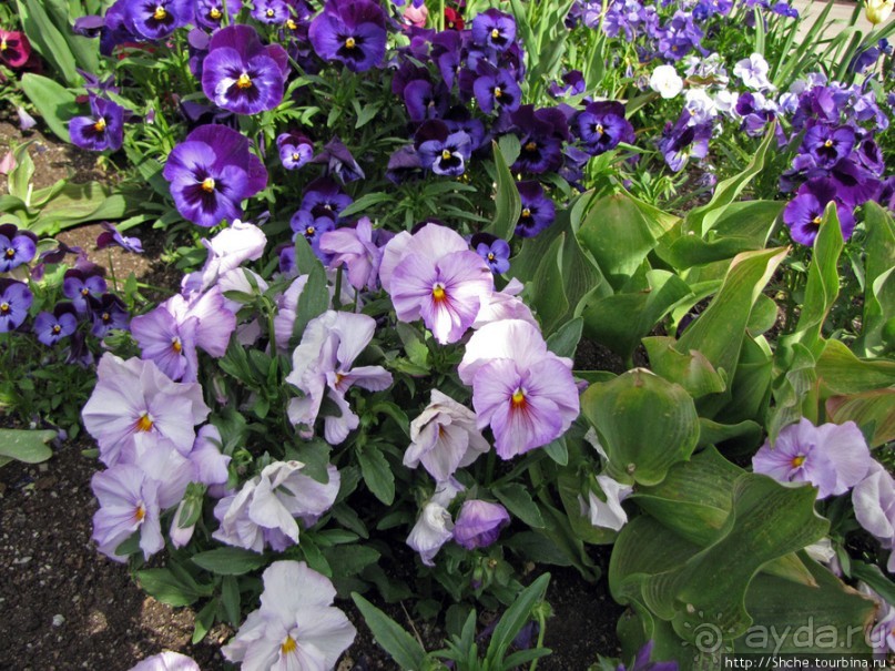 Цветущий парк у Храма Иисуса Христа. А мормоны - молодцы