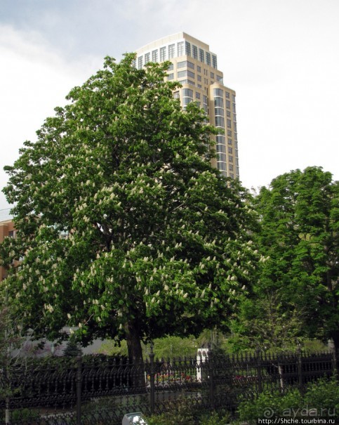 Цветущий парк у Храма Иисуса Христа. А мормоны - молодцы