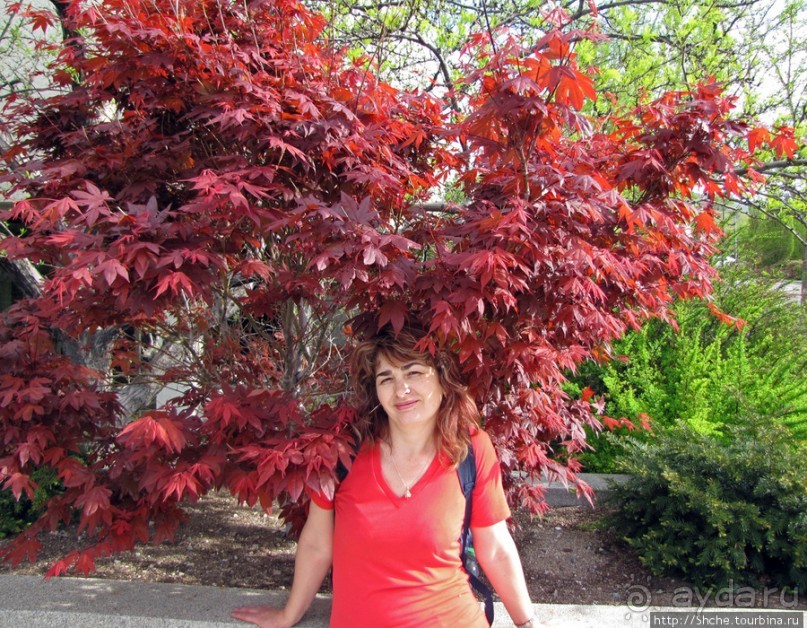 Цветущий парк у Храма Иисуса Христа. А мормоны - молодцы