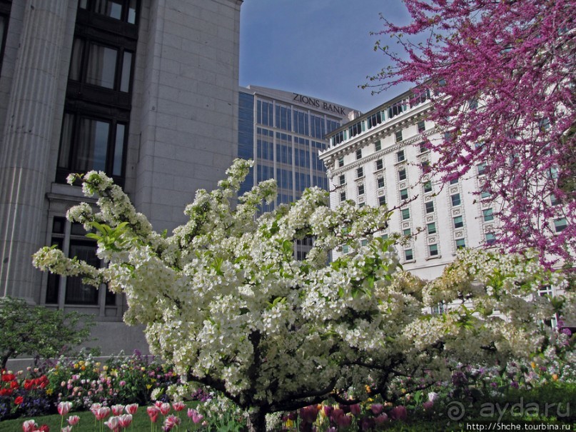 Цветущий парк у Храма Иисуса Христа. А мормоны - молодцы