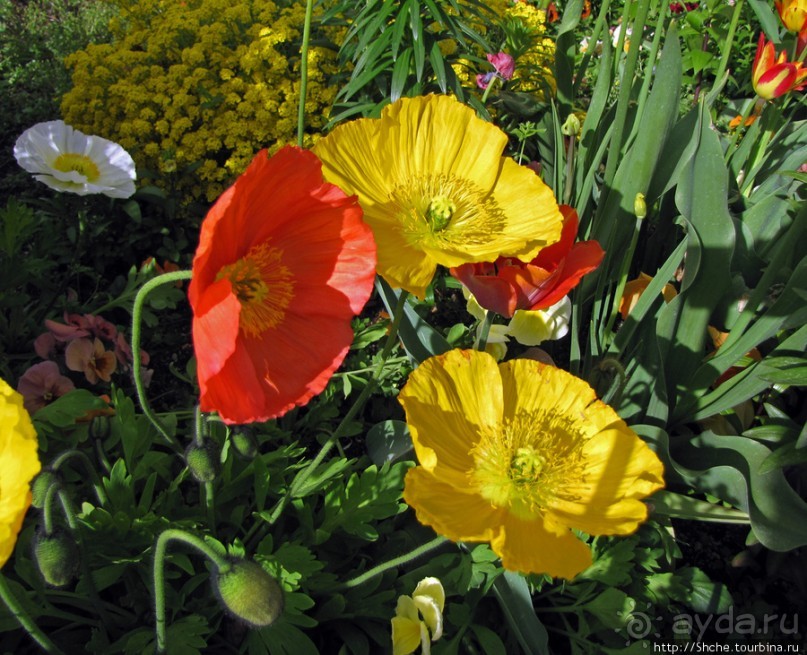 Цветущий парк у Храма Иисуса Христа. А мормоны - молодцы