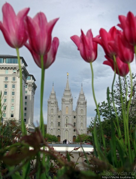 Цветущий парк у Храма Иисуса Христа. А мормоны - молодцы
