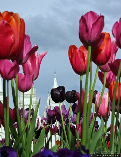 Цветущий парк у Храма Иисуса Христа. А мормоны - молодцы