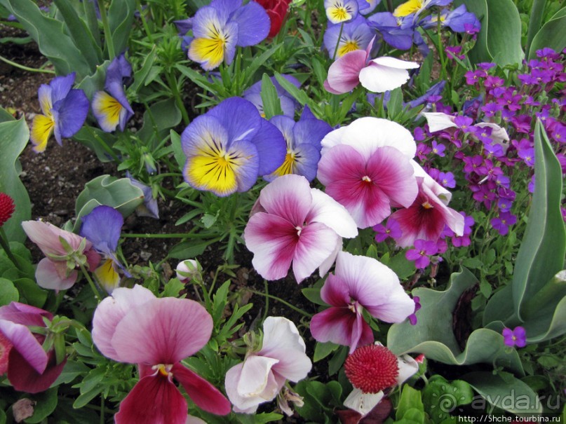 Цветущий парк у Храма Иисуса Христа. А мормоны - молодцы