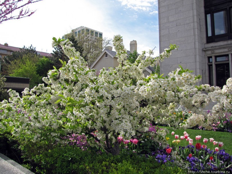 Цветущий парк у Храма Иисуса Христа. А мормоны - молодцы