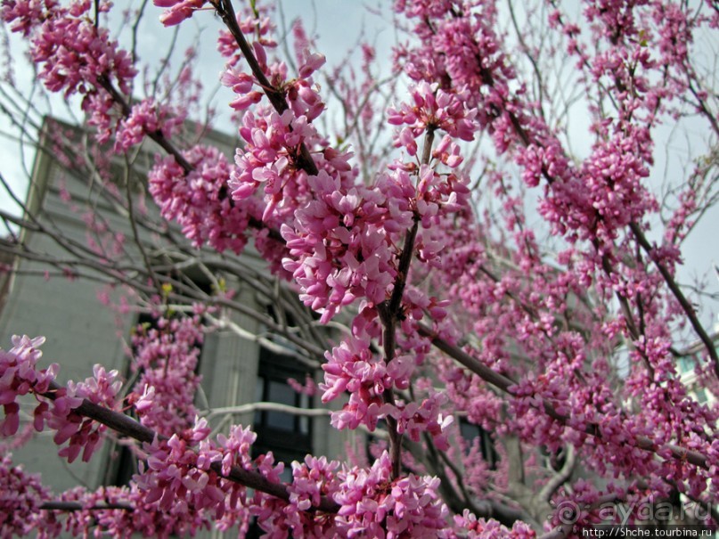 Цветущий парк у Храма Иисуса Христа. А мормоны - молодцы