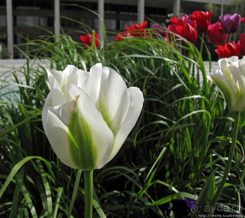 Цветущий парк у Храма Иисуса Христа. А мормоны - молодцы