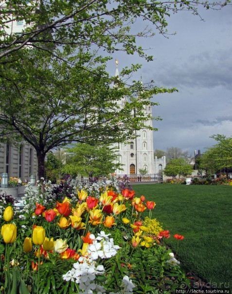 Цветущий парк у Храма Иисуса Христа. А мормоны - молодцы
