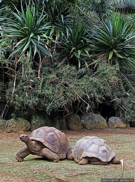Альбом позитивного настроения, или каковы черепахи на ощупь