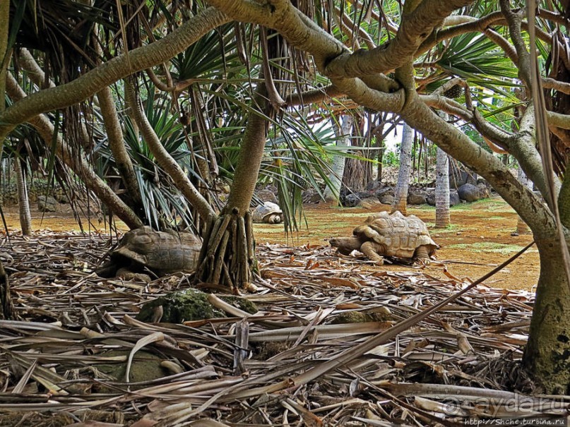 Альбом позитивного настроения, или каковы черепахи на ощупь