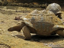 Альбом позитивного настроения, или каковы черепахи на ощупь