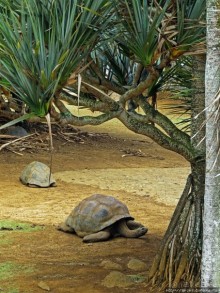 Альбом позитивного настроения, или каковы черепахи на ощупь