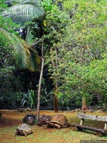 Альбом позитивного настроения, или каковы черепахи на ощупь