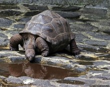 Альбом позитивного настроения, или каковы черепахи на ощупь