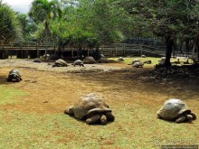 Альбом позитивного настроения, или каковы черепахи на ощупь