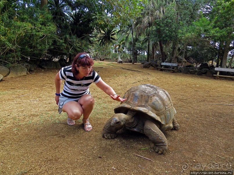 Альбом позитивного настроения, или каковы черепахи на ощупь
