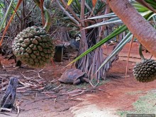 Альбом позитивного настроения, или каковы черепахи на ощупь