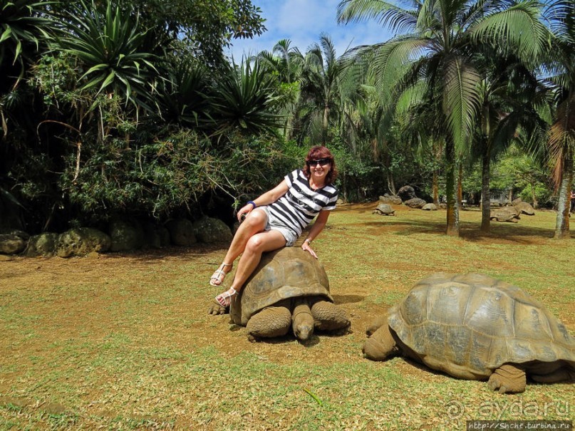 Альбом позитивного настроения, или каковы черепахи на ощупь