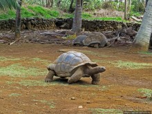 Альбом позитивного настроения, или каковы черепахи на ощупь