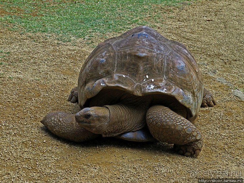 Альбом позитивного настроения, или каковы черепахи на ощупь
